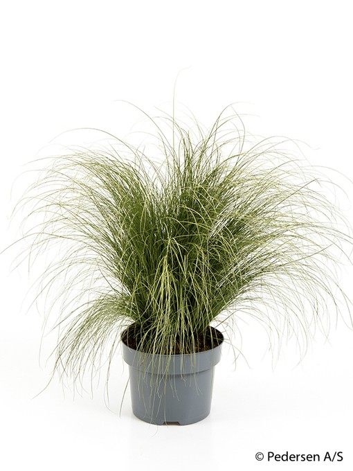 Carex comans 'Frosted' T 17