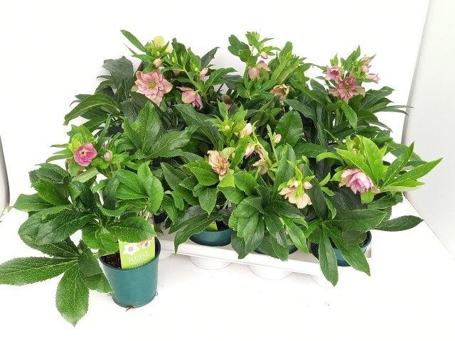 Helleborus orientalis 'Pretty Ellen' T 12