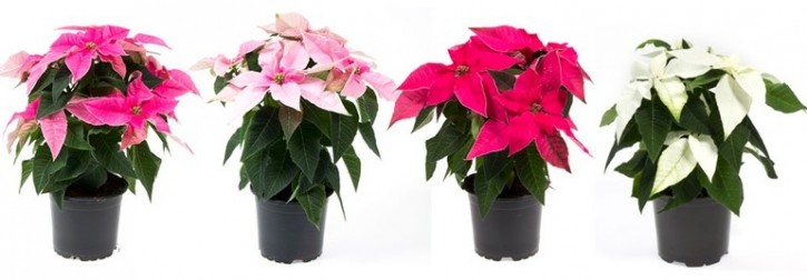 Euphorbia Pulcherrima Hybrid PRINCETTIA T 10,5 ROSA