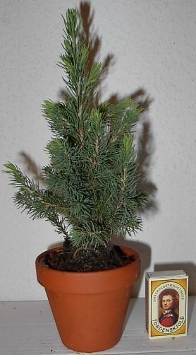 Picea glauca 'Conica' Tontopf T 9