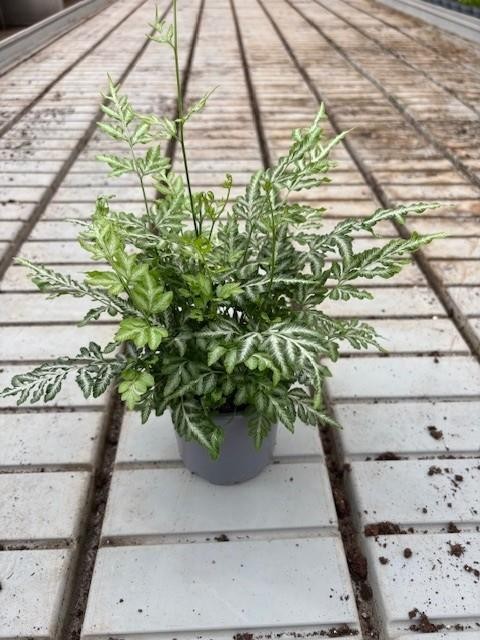 Pteris ensiformis  T 11