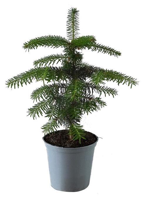 Abies nordmanniana  T 15 (im Topf gewachsen)