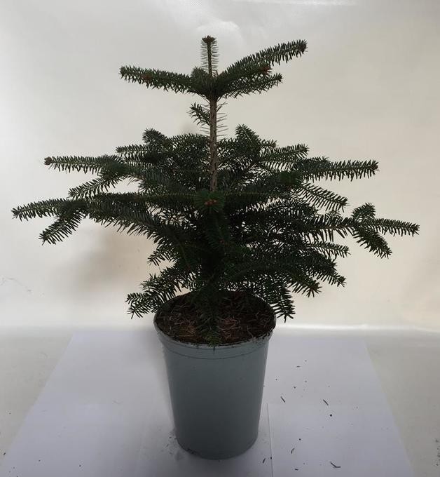 Abies nordmanniana T 19 (im Topf gewachsen)