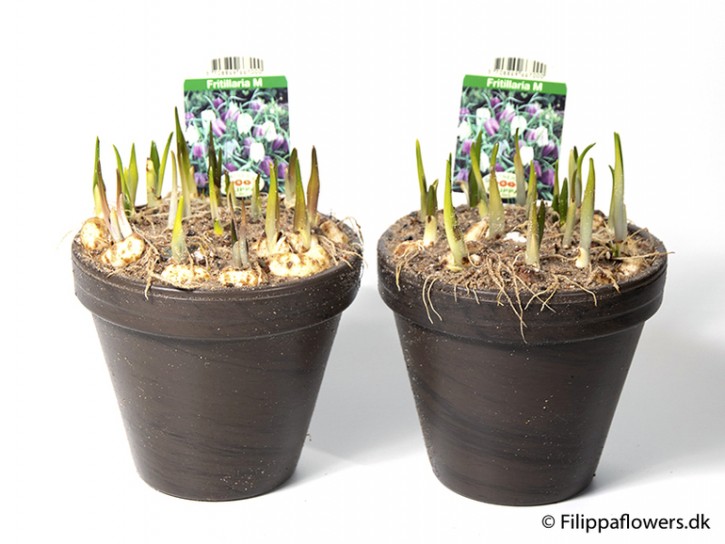 Fritillaria meleagris T 15 (25 ppp) Tontopf
