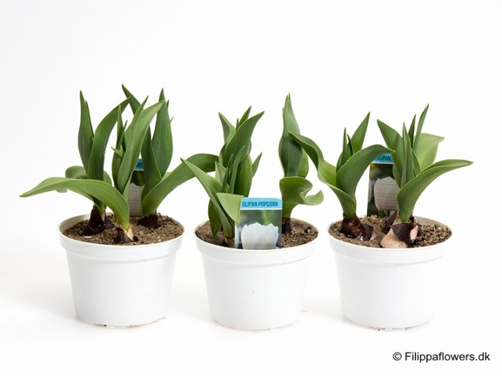 Tulipa-Hybrid 'Popcorn' (weiß, gefüllt) T 10