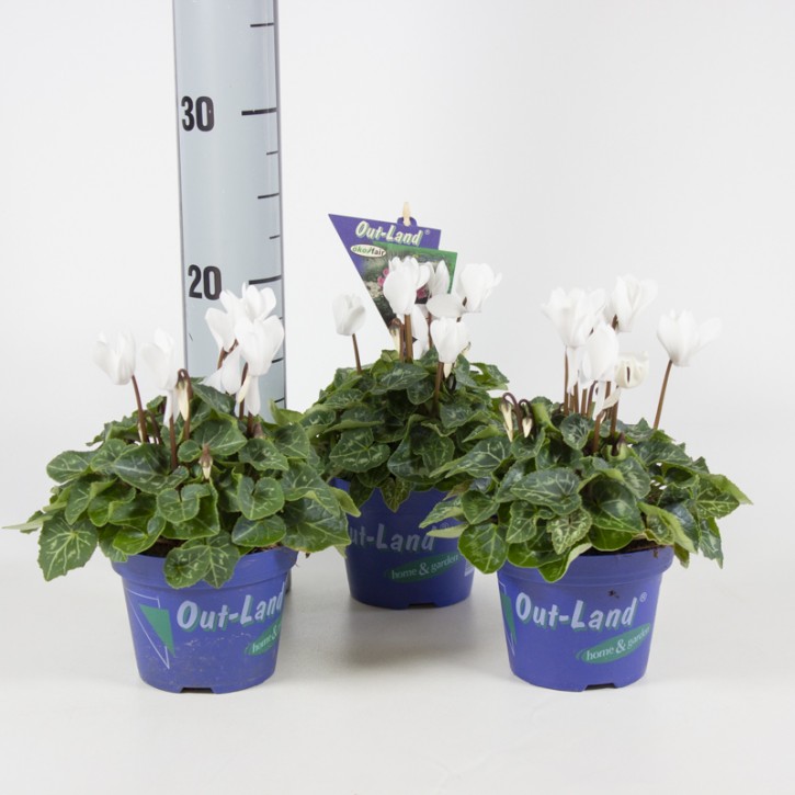 Cyclamen persicum   T 11   Out-Land®  WEISS