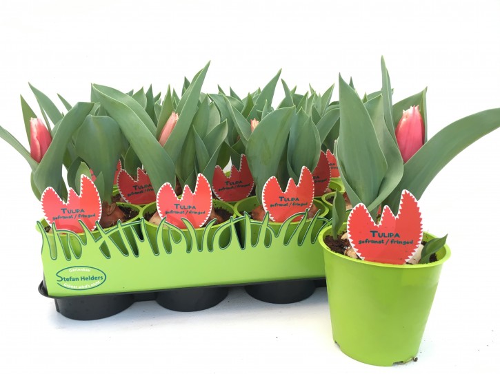 Tulipa-Hybriden T 11 (3ppp) ROT-weiß gefranst grüner Topf