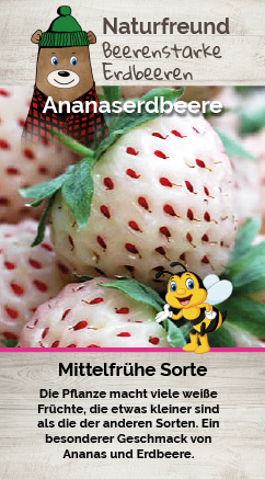 Erdbeere T 9,5 'Ananaserdbeere' (weiße Frucht)