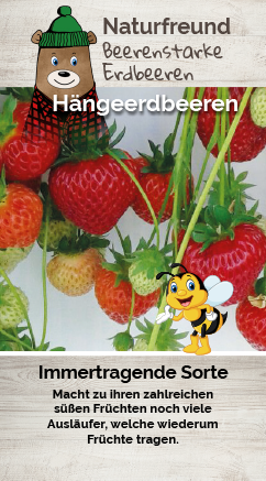 Erdbeere T 9,5 'Hängeerdbeere'