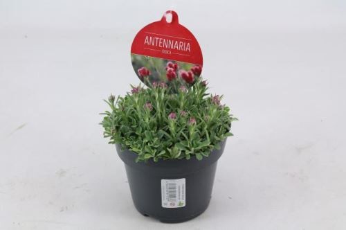 Antennaria dioica T 12 ROT