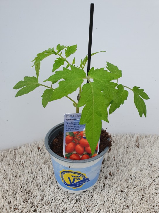 Tomate (Roma) T 12 'Patia Red' F1 veredelt