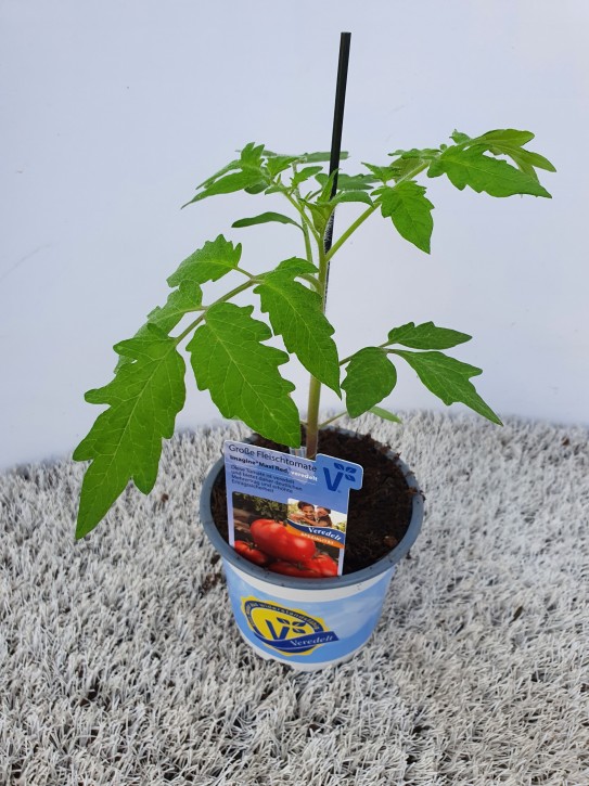 Tomate (Gr. Strauch) T 12 'Imagine Maxi Red' F1 veredelt