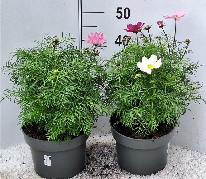 Cosmos bipinnatus T 23 MIX