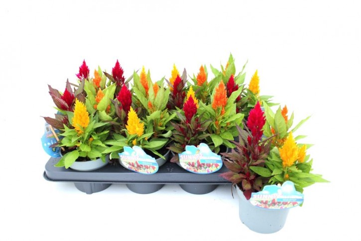 Celosia plumosa T 13 TRIO