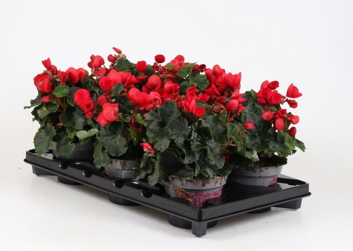 Begonia-Hybriden BETULIA 'Red' (Freilandbegonie) T 12,5