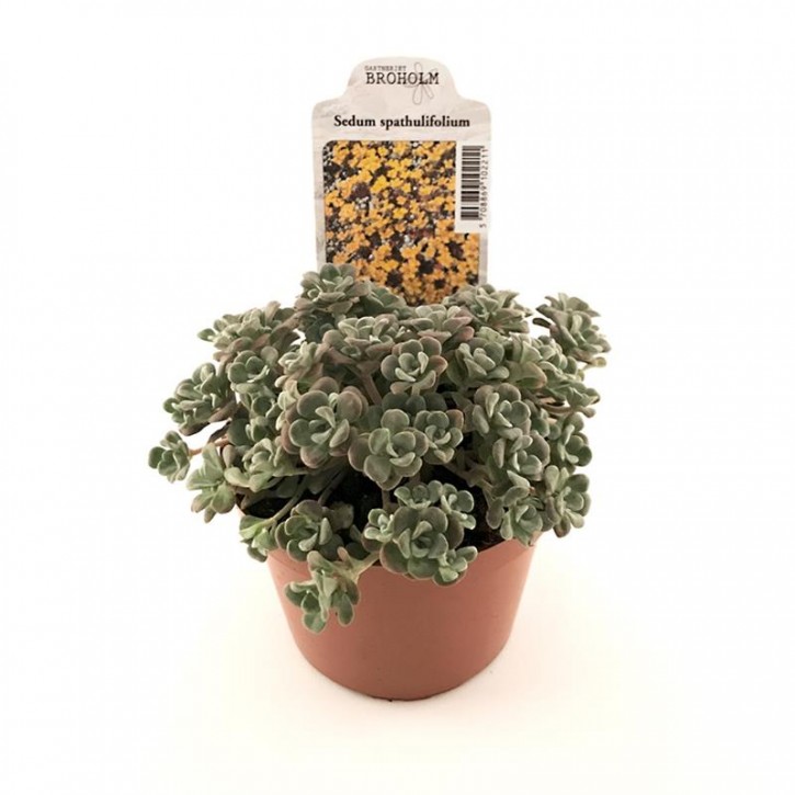 Sedum spathulifolium  T 11