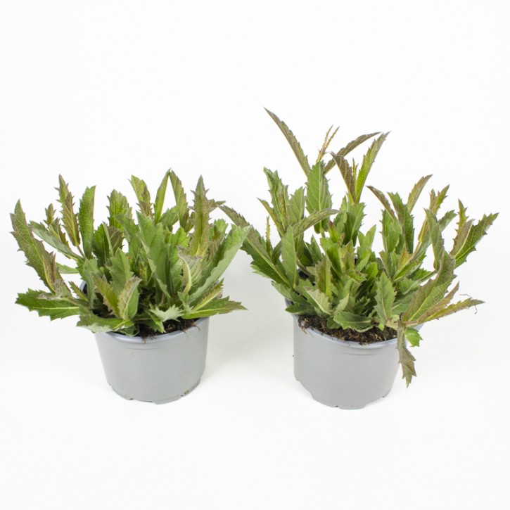 Verbena bonariensis T 13