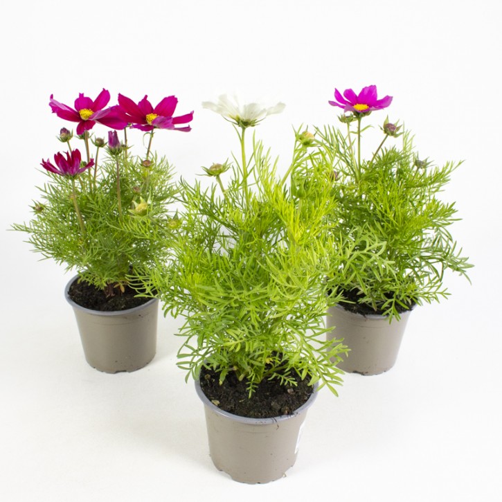 Cosmos bipinnatus   T 12   MIX