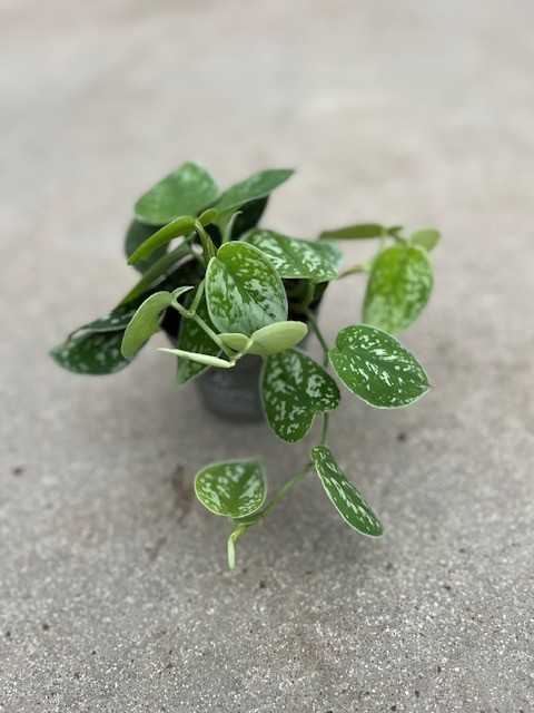 Scindapsus pictus   T 10