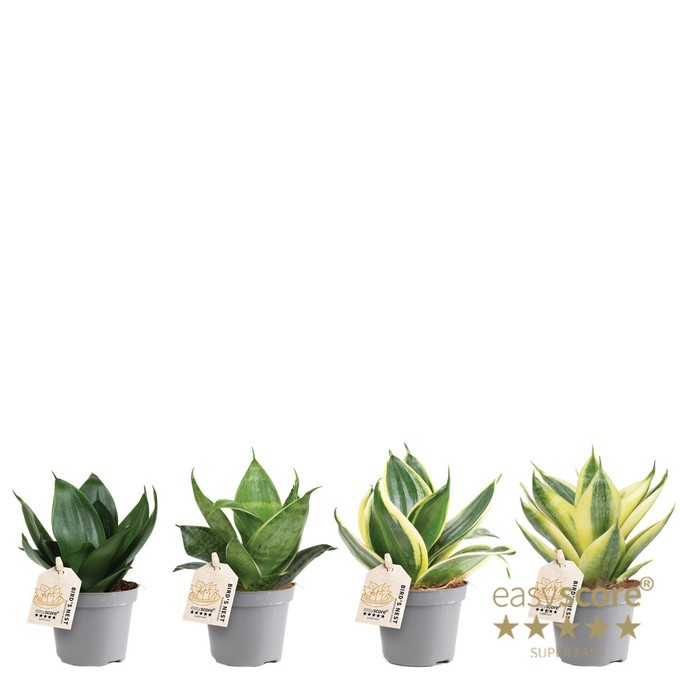 Sansevieria cylindrica 'Hahnii'   T 6 MINI MIX