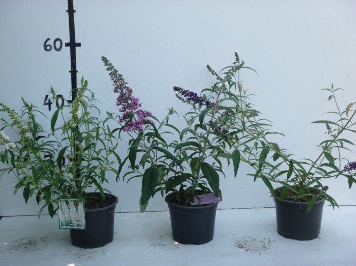 Buddleja davidii T 17 MIX