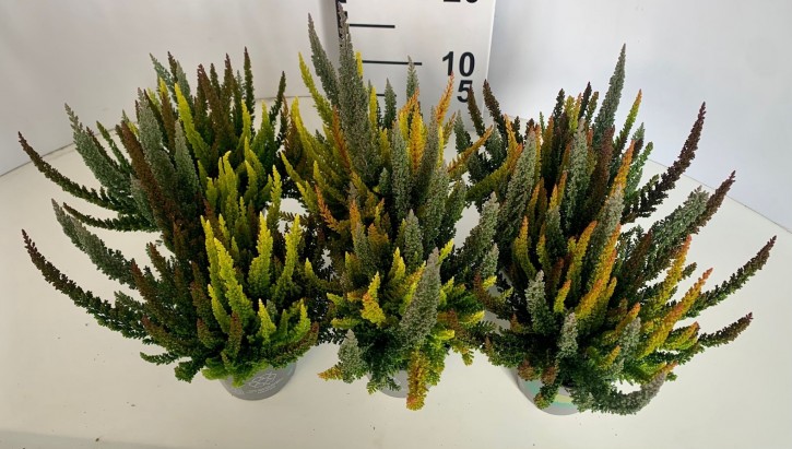 Calluna vulgaris   T 10,5   SKYLINE®   TRIO