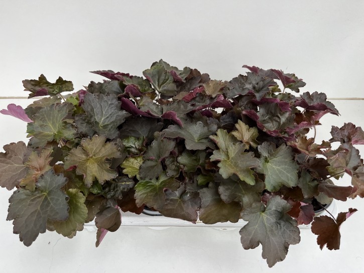 Heuchera-Hybriden 'Palace Purple' T 12