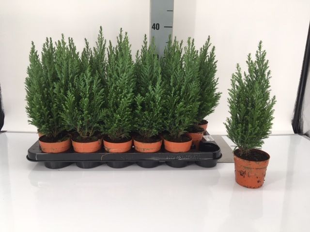 Chamaecyparis lawsoniana 'Ellwooodii' T 9