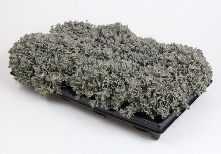 Orostachys iwarenge   T 12