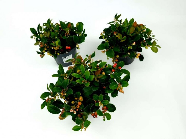 Gaultheria procumbens 'Winterpearls' T 13