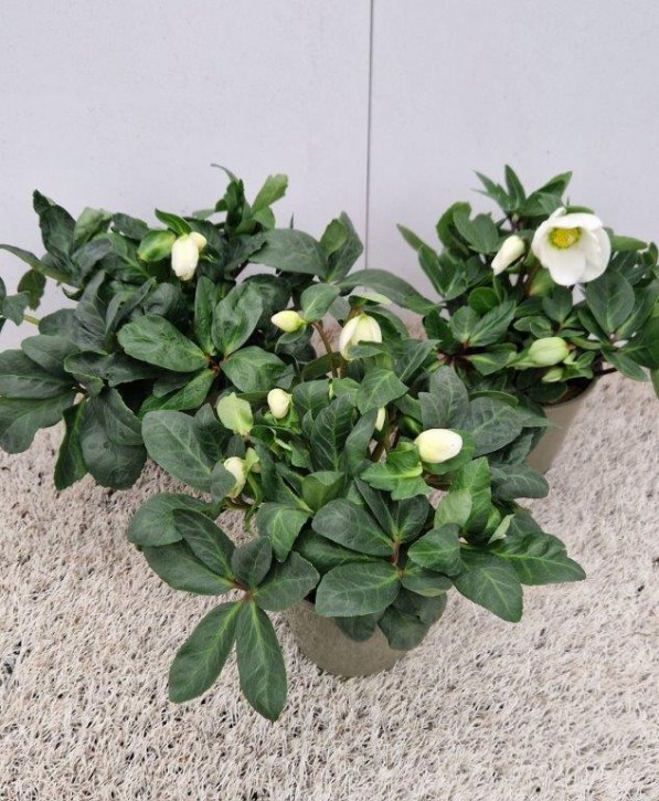 Helleborus niger 'Christmas Carol' T 12 (Sortierung XL)