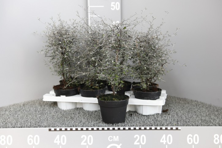 Corokia cotoneaster T 12