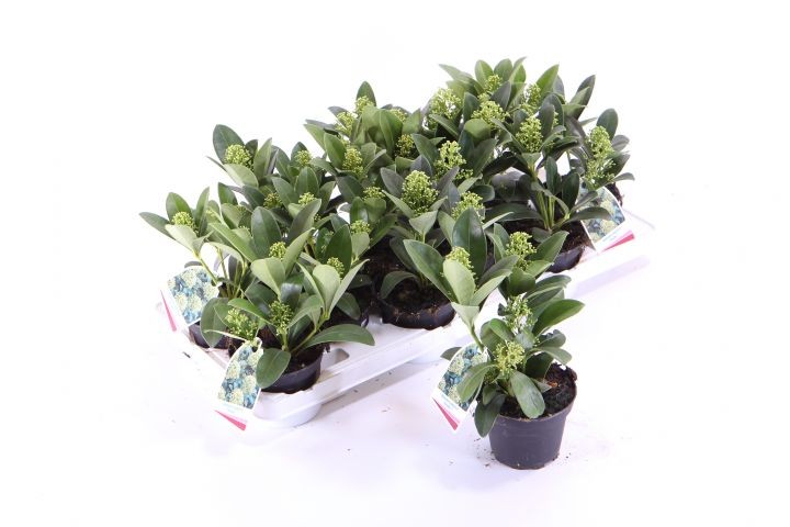 Skimmia japonica   'Finchy®'   T 10   (3-4 WEISSE Dolden)