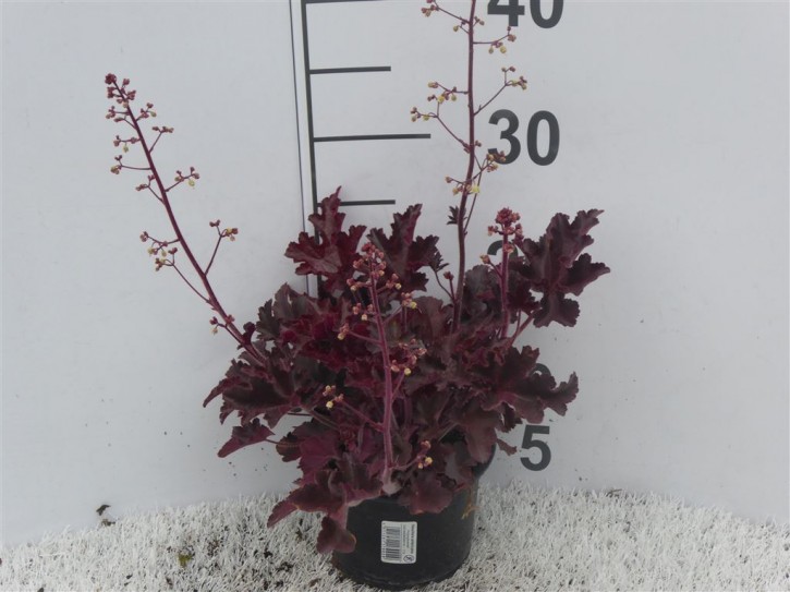 Heuchera-Hybriden 'Melting Fire' T 13