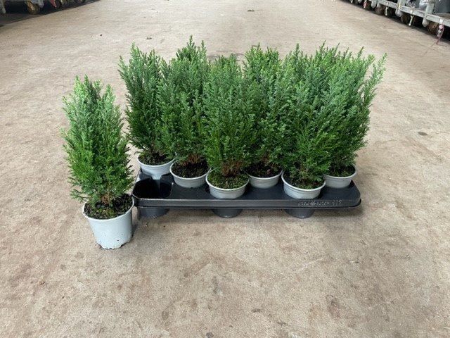 Chamaecyparis lawsoniana 'Ellwooodii' T 10,5