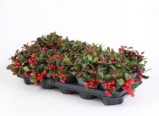 Gaultheria procumbens T 11