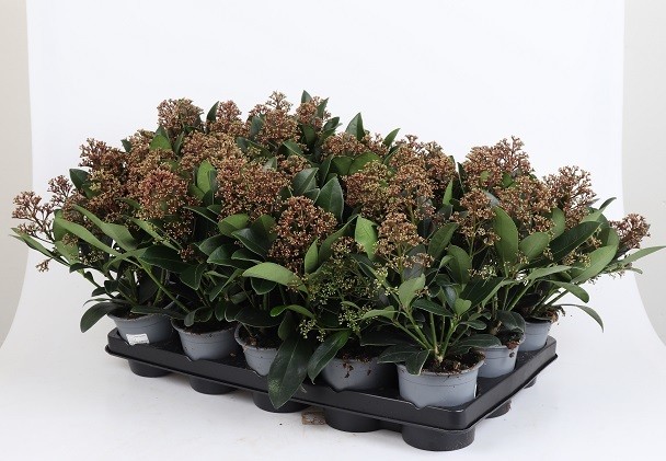 Skimmia japonica   'Rubella'   T 11