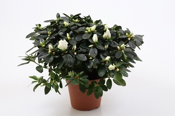 Rhododendron simsii T 15 (27,5 - 30 cm) WEISS