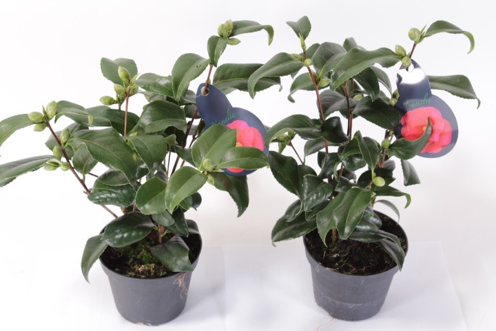 Camellia japonica T 13 'Flame' (rot)