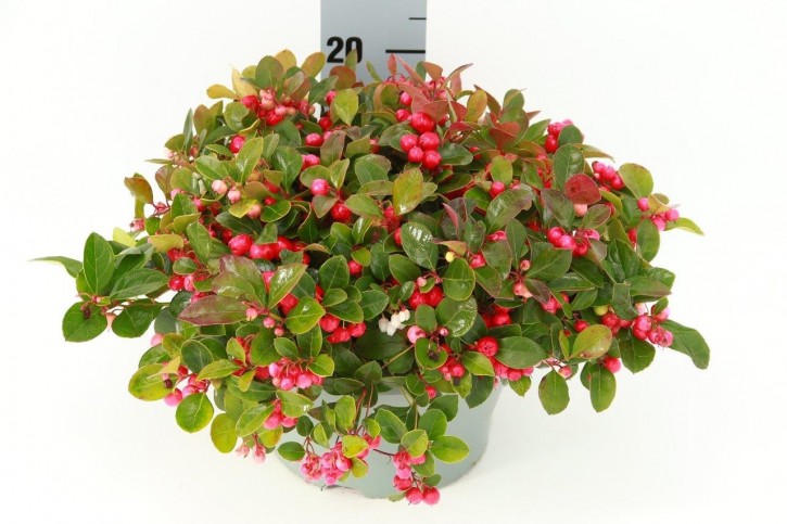 Gaultheria procumbens 'Winterpearls Speedy Baron'   T 23   Schale