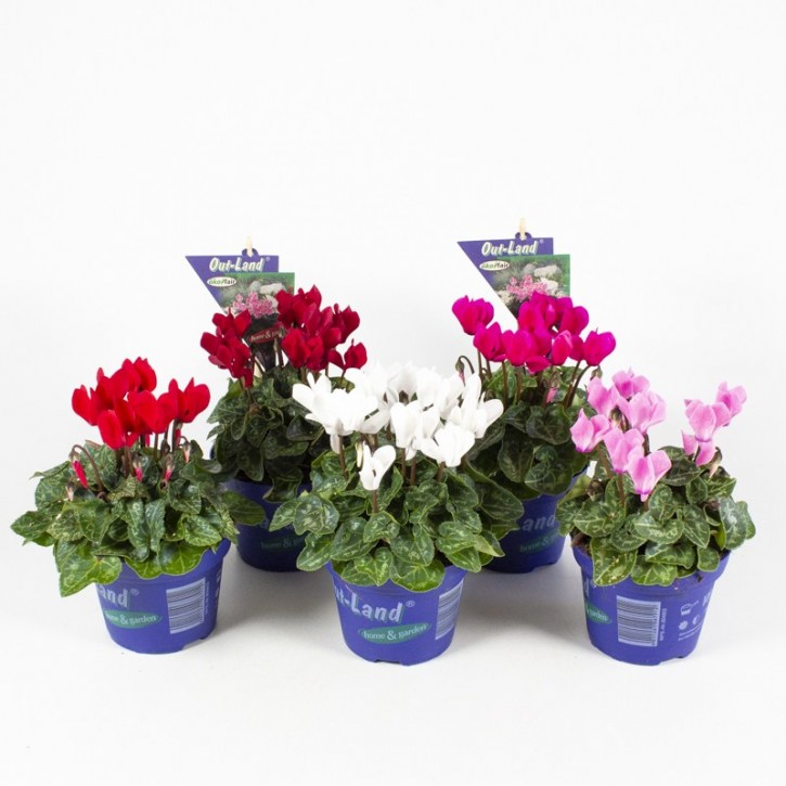 Cyclamen persicum T 11 Out-Land® MIX