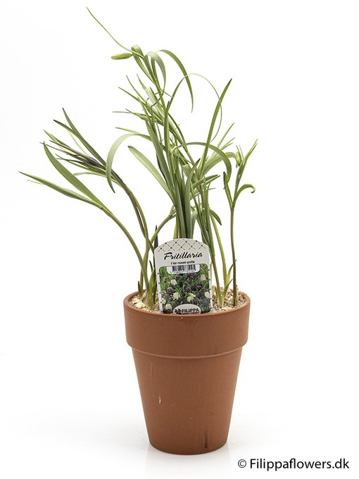 Fritillaria meleagris T 14,5   Tontopf hoch