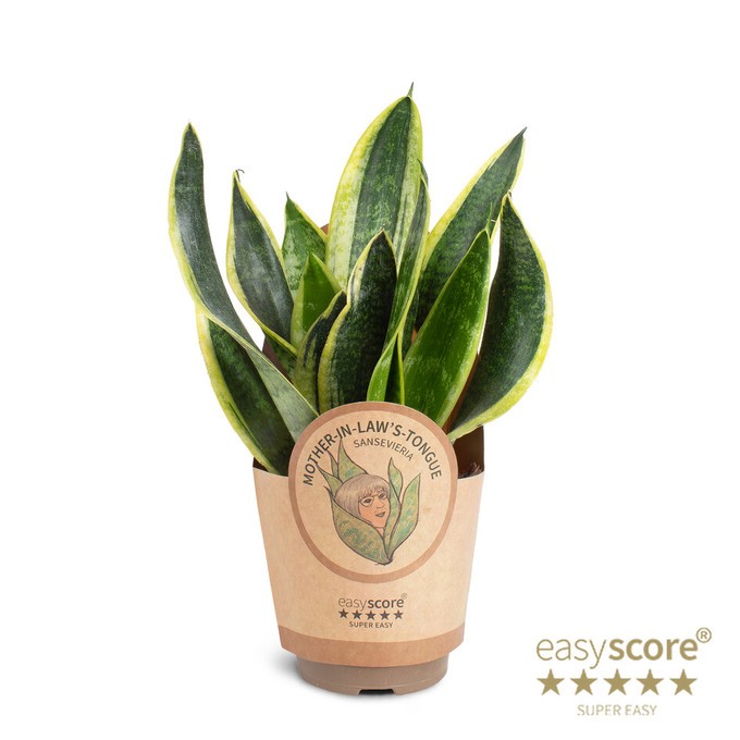 Sanseveria trifasciata 'Superba'   T 12   MIx