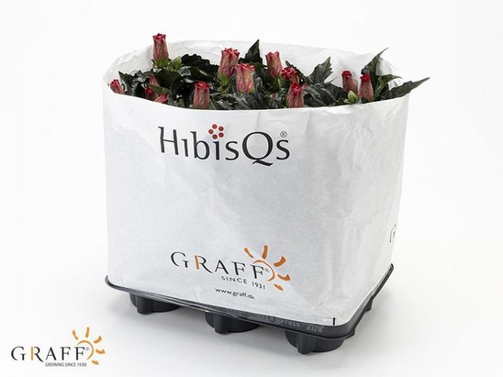 Hibiscus rosa-sinensis T 13  (3 - 5 Tr.)  MIX