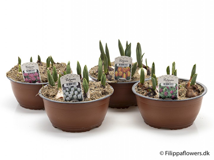 Tulipa-Hybriden T 20 Schale MIX