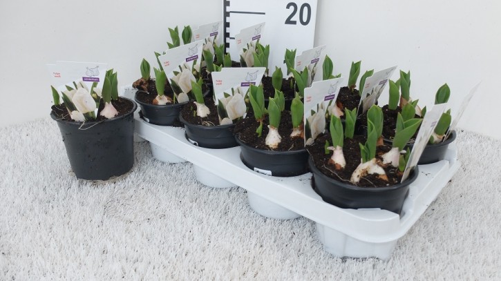 Tulipa-Hybriden   WEISS   T 12  (3 ppp)