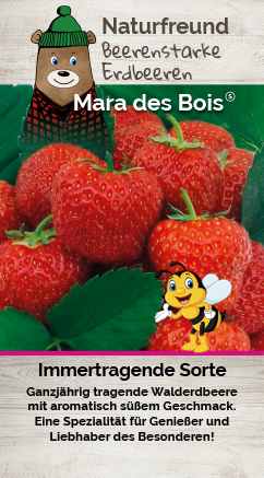 Erdbeere T 9,5 'Mara des Bois'