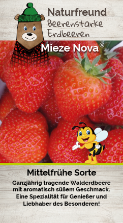 Erdbeere T 9,5 'Mieze Nova'