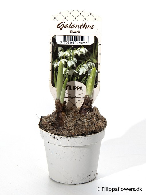 Galanthus nivalis    T 6   MINI   (3 ppp)