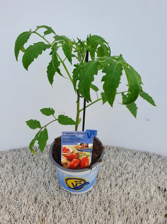 Tomate (Andenhorn) T 12 'Andine Cornue' F1 veredelt